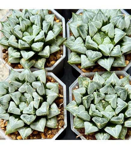 Amazon｜82a 多肉植物 ハオルチア 温玉コレクタ 自家繁殖 鉢植え｜観葉